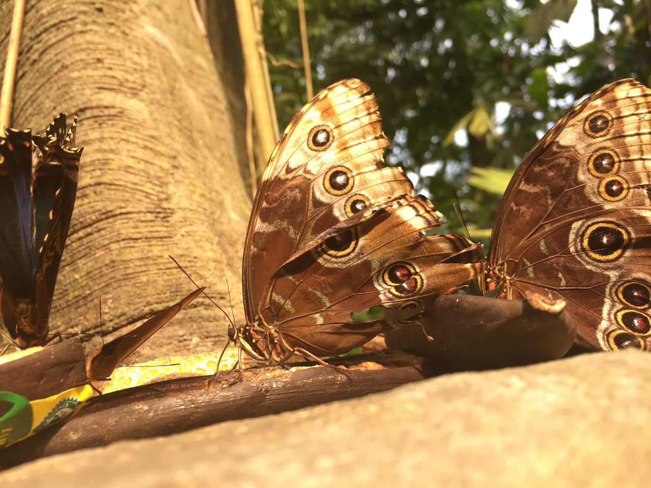 selective focus, one animal, close-up, zoology, day, outdoors, surface level, animal wing, close up