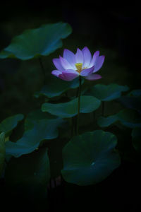 Close-up of purple water lily