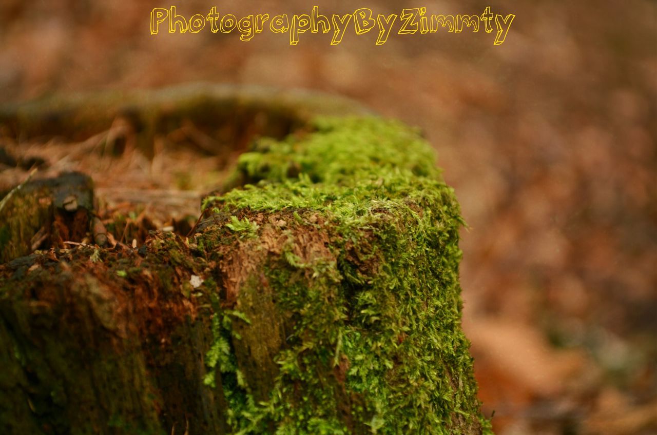 green color, growth, focus on foreground, moss, plant, nature, close-up, selective focus, leaf, forest, growing, beauty in nature, field, outdoors, day, tranquility, tree, no people, green, grass