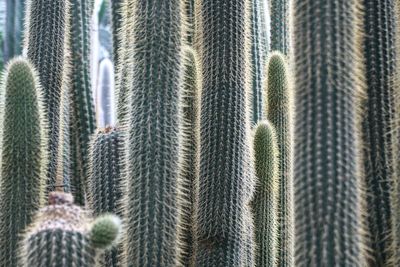 Full frame shot of cactus plants