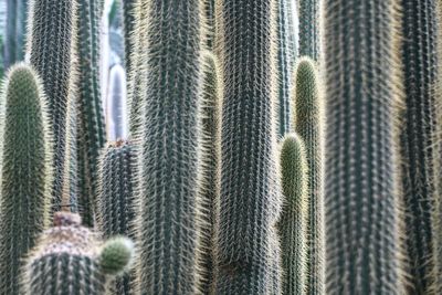 Full frame shot of succulent plants