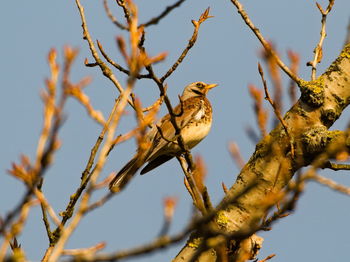 The fieldfare turdus pilaris on a branch. close-up on fieldfare on a tree. singing bird on a branch.