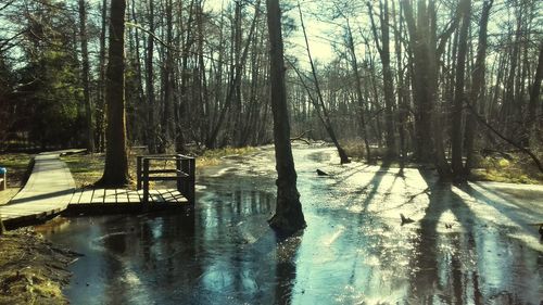 Scenic view of bare trees in forest during winter