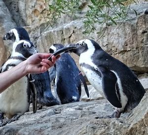 Full length of hand holding bird in zoo