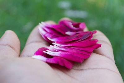Low section of woman holding pink flower