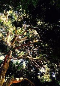 Low angle view of trees at night