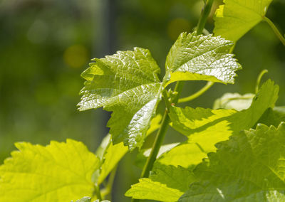 Close-up of plant leaves