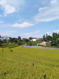 Scenic view of field against sky