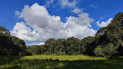 Panoramic shot of trees on landscape against sky