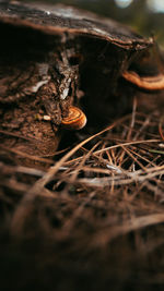 Close-up of snail on land