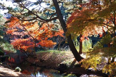 Trees by lake in forest during autumn