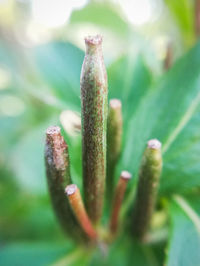 Close-up of succulent plant