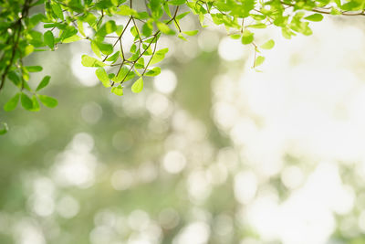 Close-up of plant on branch