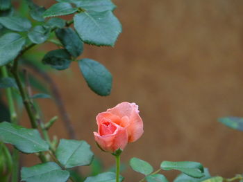 Close-up of pink rose