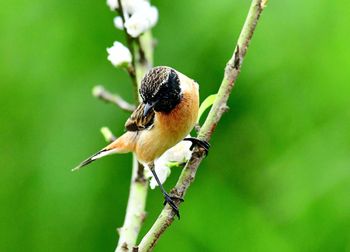 Close-up of bird perching on branch