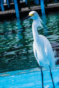 Bird perching on a lake