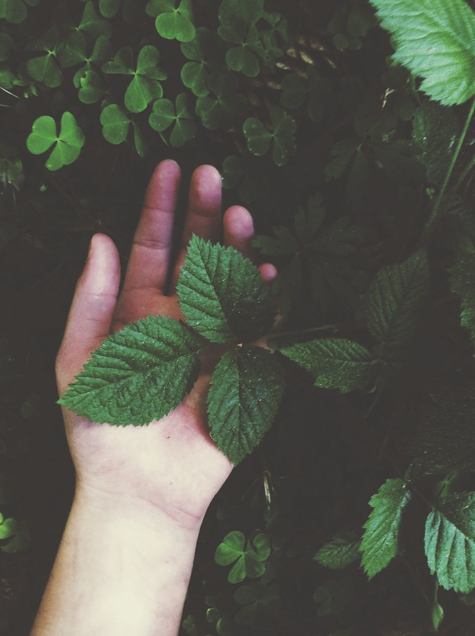 leaf, person, personal perspective, part of, green color, close-up, cropped, human finger, unrecognizable person, growth, holding, plant, nature, high angle view, leaf vein, freshness, lifestyles