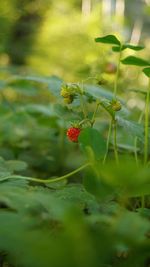 Close-up of plant growing outdoors