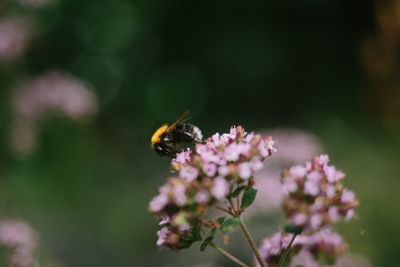 Close-up of bee pollinating on flower