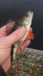 Cropped image of man holding fish on pier over lake