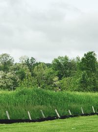 Trees on field against sky