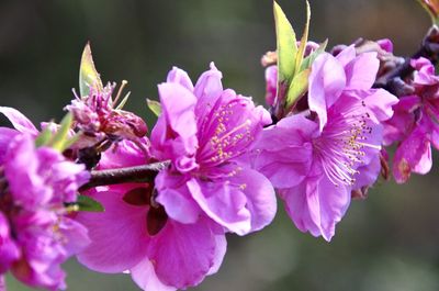 Close-up of pink flowering plant