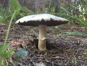 Close-up of mushroom growing outdoors