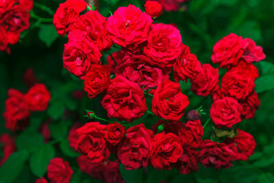 Close-up of red flowering plant