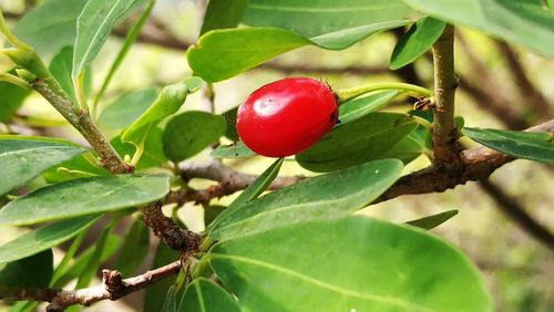 Close-up of red berries growing on tree