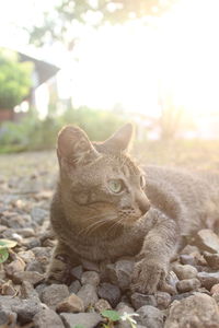 Close-up portrait of tabby cat on pebbles