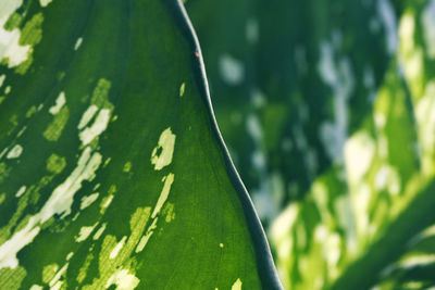 Close-up of fresh green leaves on tree trunk