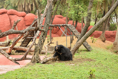 Monkeys in a zoo