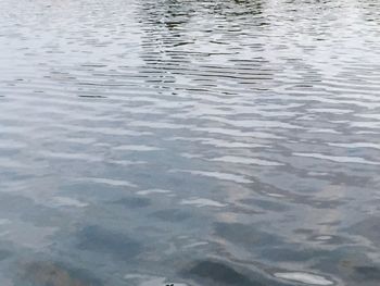 Reflection of trees in water