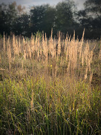 Plants growing on field