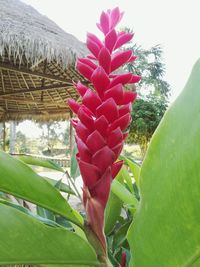 Low angle view of a plant