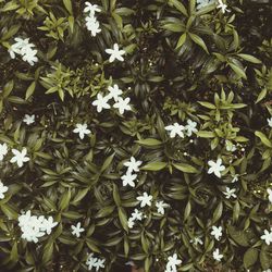 High angle view of white flowering plants