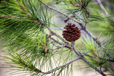 Close-up of pine cone on tree