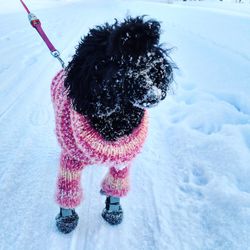 Dog on snow