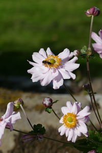 Close-up of insect on white flowering plant