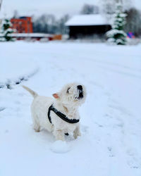 Dog on snow field