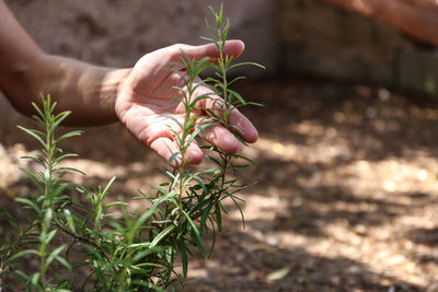 Close-up of hand holding plant