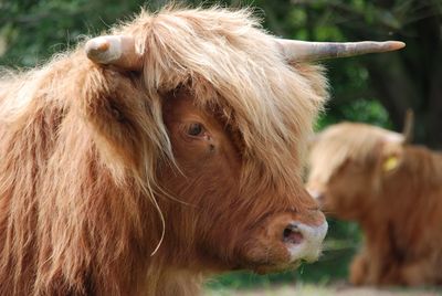 Close-up of a horse