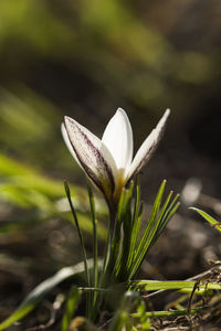 Close-up of white crocus flower