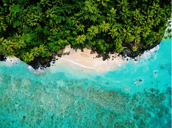 High angle view of sea and trees