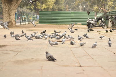 Pigeons perching in a row