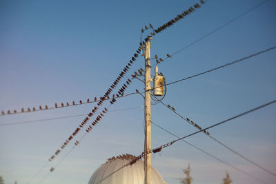 Starlings gather, in south hero, vermont, to prepare to migrate south.