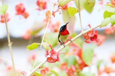 Close-up of bird perching on flower