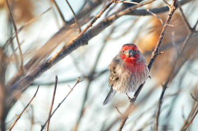 Male house finch perched on a bare branch
