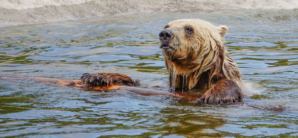 Close-up of bear swimming in lake
