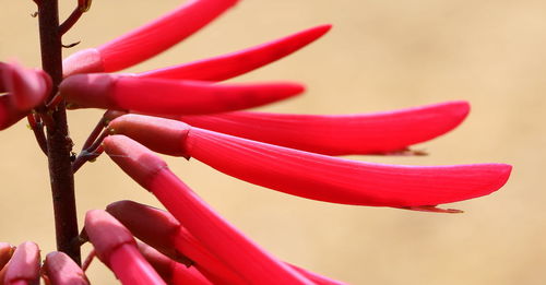 Close-up of pink rose flower bud